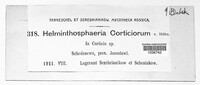 Image of Helminthosphaeria corticiorum